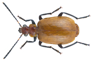 <i>Lebistina</i> Genus of beetles