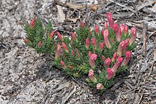 Lechenaultia tubiflora.jpg