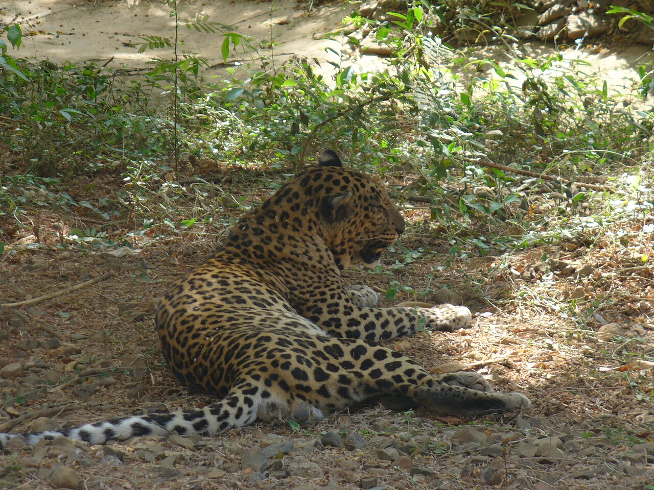 Leopard – Wikipedia
