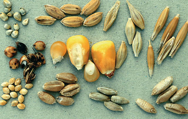 Cereal grains: (top) pearl millet, rice, barley (middle) sorghum, maize, oats (bottom) millet, wheat, rye, triticale