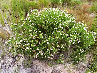 Leucadendron linifolium 57587160.jpg