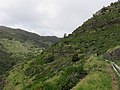 Levada do Caniçal, Parque Natural da Madeira - 2018-04-08 - IMG 3384.jpg