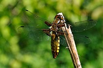 Libellula depressa qtl5.jpg