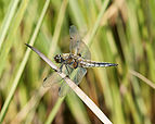 Libellula quadrimaculata