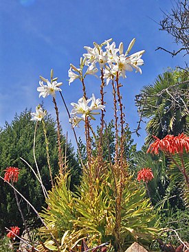 Liliaceae - Lilium candidum-1.jpg