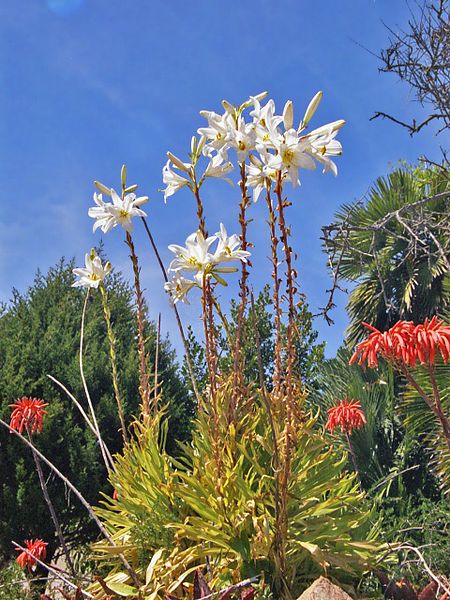 File:Liliaceae - Lilium candidum-1.jpg