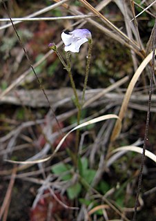 <i>Lindernia</i> Genus of flowering plants