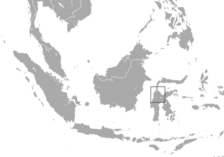 Linduan rousette Species of megabat