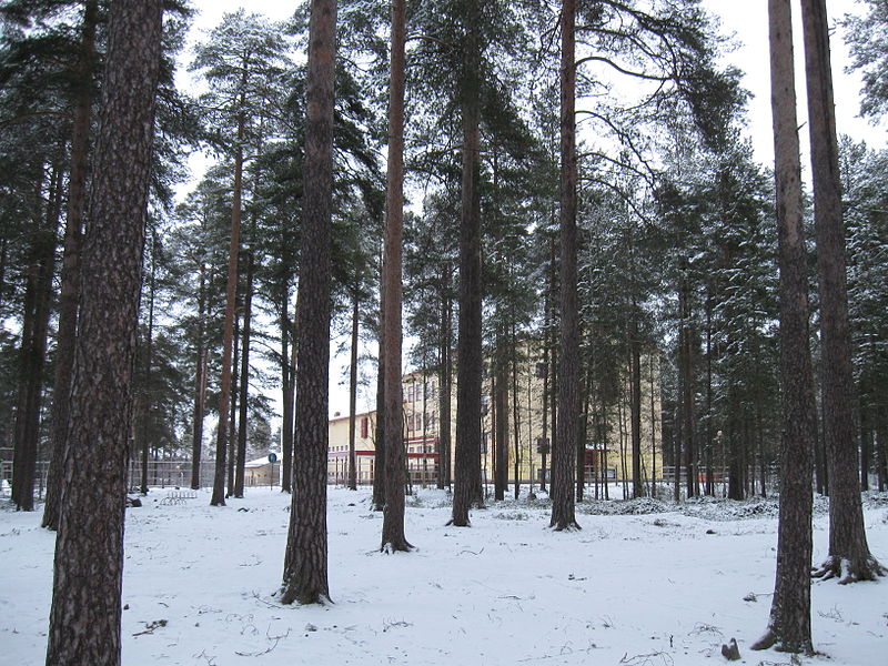 File:Lintula pine trees.JPG