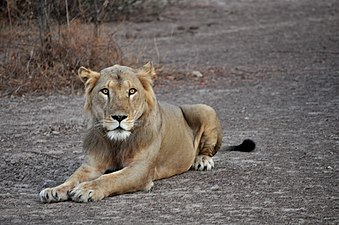 Lion at rest parc pendjari in Benin Photograph: Micho2020