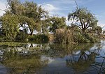 Miniatura para Laguna del Samaruc de Algemesí