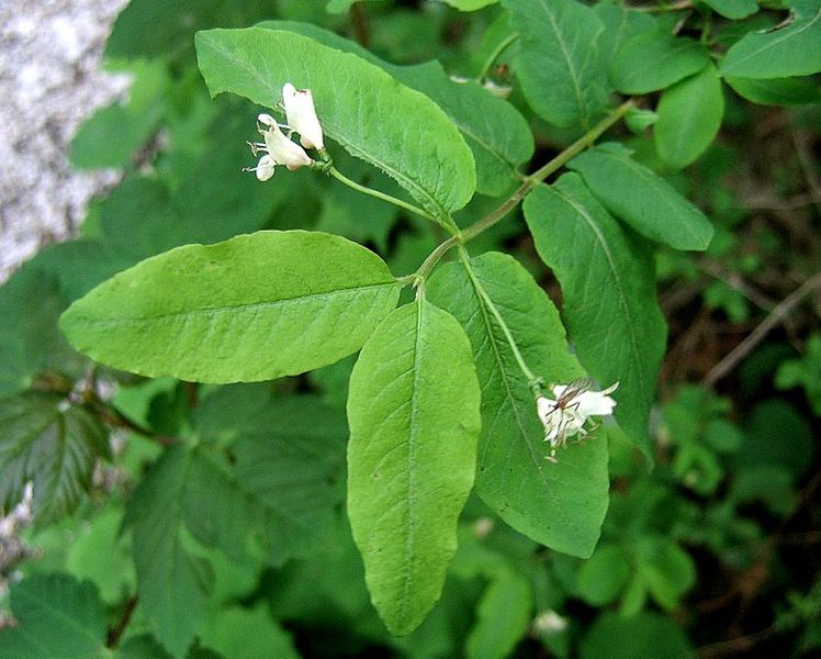 File:Lonicera nigra PID1736-1.jpg