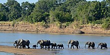 Loxodonta africana Güney Luangwa Ulusal Parkı (2) .jpg