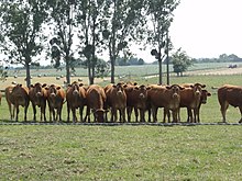 Photographie d'un troupeau de vaches au pré.