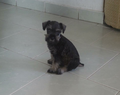 Category:Miniature Schnauzer - Wikimedia Commons