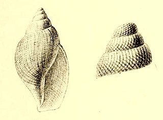 <i>Lusitanops lusitanicus</i> Species of sea snail