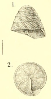 <i>Lutilodix imitratrix</i> Species of gastropod