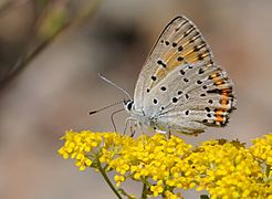 昙梦灰蝶 Lycaena thersamon