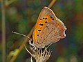 Lycaenidae - Lycaena phlaeas -1.JPG