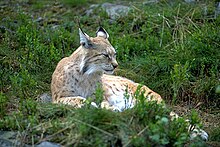 Fotografía de un lince acostado y dormitando