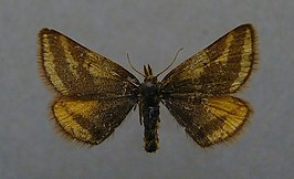 Lythria plumularia