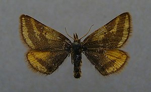 Lythria plumularia, female