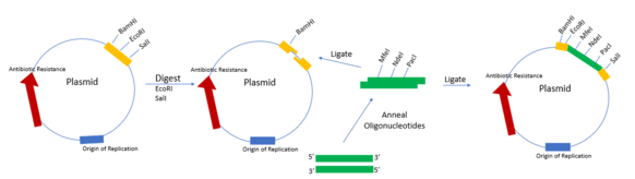 A diagram showing the process of inserting a multiple cloning site into a plasmid vector. MCS creation.png