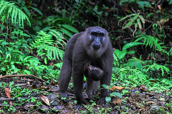 A Moor macaque and her young, endemic to southwestern Sulawesi.