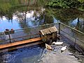 Macedonia (Struga) Ducks of St.Naum Springs (27853179450).jpg