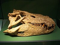 Mahajangasuchus