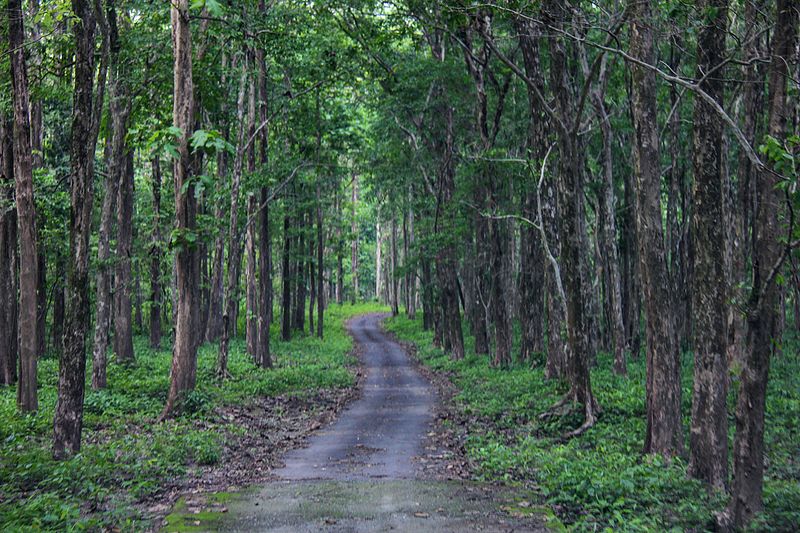 File:Mahananda Wildlife Sanctuary.jpg