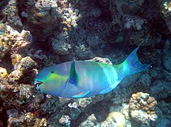 Scaridae (parrotfish)