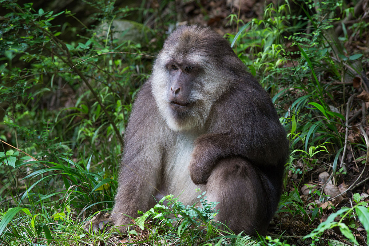 Tibetan Macaque Facts: Profile, Traits, Range, Diet, Baby, Pet