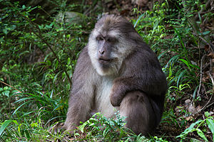 Male Tibetan Macaque.jpg