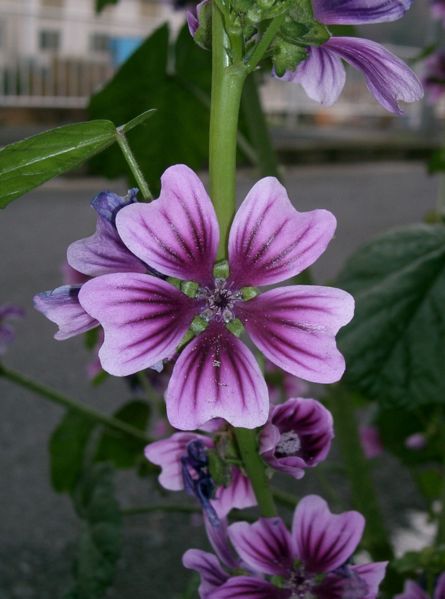 Common mallow (Malva sylvestris)