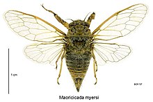 Maoricicada myersi female.jpg