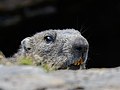 * Nomination Alpine marmot (Marmota marmota) in High Tauern National Park, Carinthia, Austria --Uoaei1 04:08, 20 October 2022 (UTC) * Promotion  Support Good quality -- Johann Jaritz 04:26, 20 October 2022 (UTC)