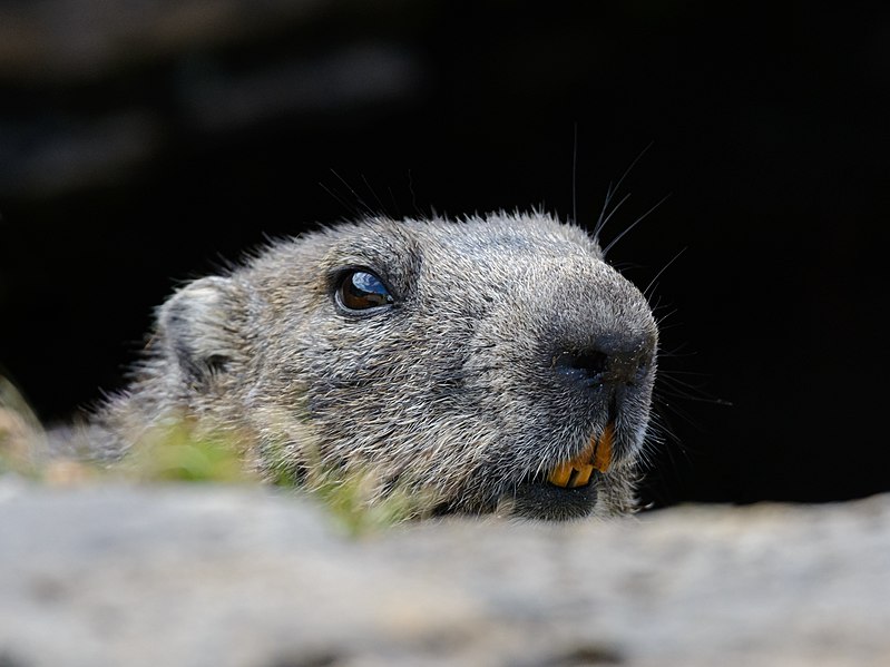 File:Marmota marmota Tauerntal 20220816 18.jpg