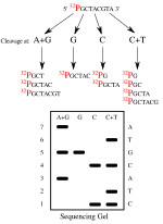 Thumbnail for Maxam–Gilbert sequencing