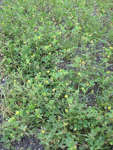 File:Medicago lupulina 15-p.bot-medi.lupu-034.jpg