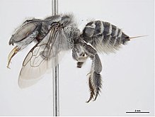 Megachile simplex f.jpg
