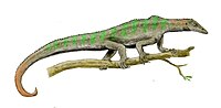 Miniatura para Drepanosauridae