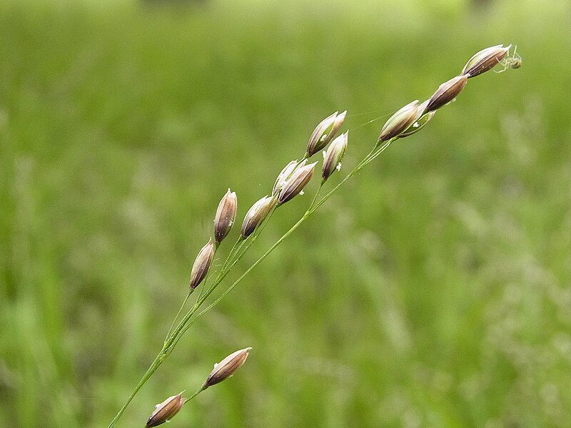 File:Melica uniflora CB007.JPG