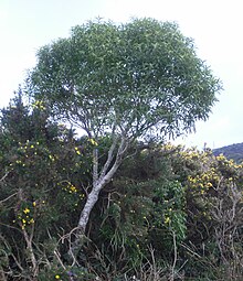 Melicytus lanceolata 12. JPG