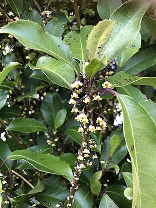 <i>Melicytus macrophyllus</i> Species of tree