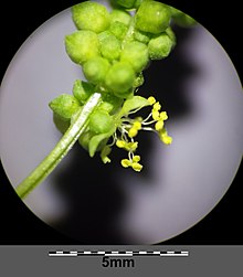 Fertile male flowers produce large quantities of yellow pollen Mercurialis annua sl19.jpg