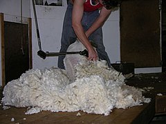 Merino shearing.jpg