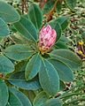 Met dauw bedekte bloemknop van een Rhododendron.