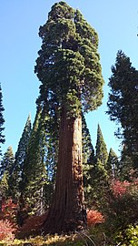 Methuselah tree