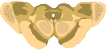 Cross-section of the midbrain at the level of the superior colliculus. Midbrain - superior colliculus.svg
